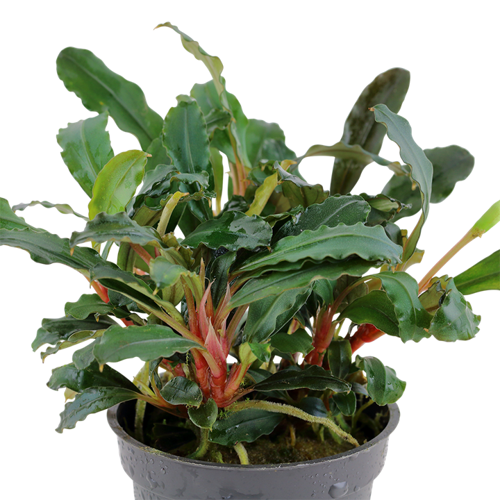 Tropica Bucephalandra sp. 'Red' — Potted