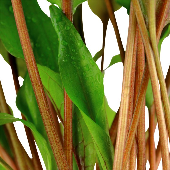 Cryptocoryne Undulata 'Broad Leaves' 110A