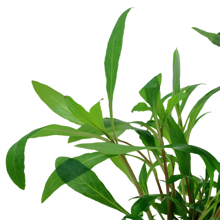 Hygrophila Siamensis 53B 053B