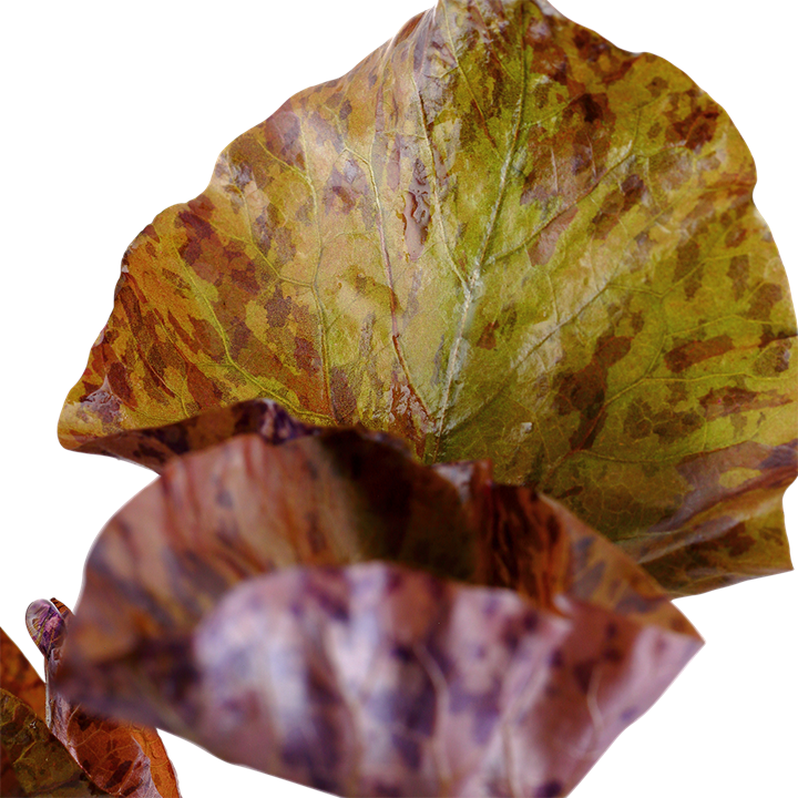 Nymphaea Lotus Potted 019