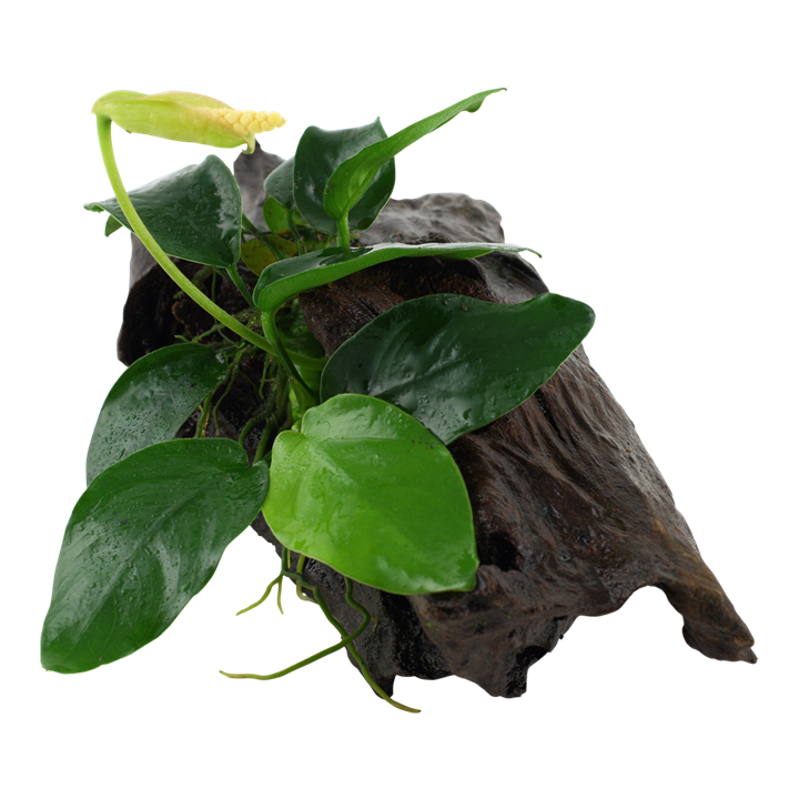 Anubias Barteri nana on wood 101 YWS