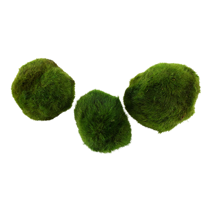Cladophora Aegagropila | Moss Balls - Pack of 3 000D MP