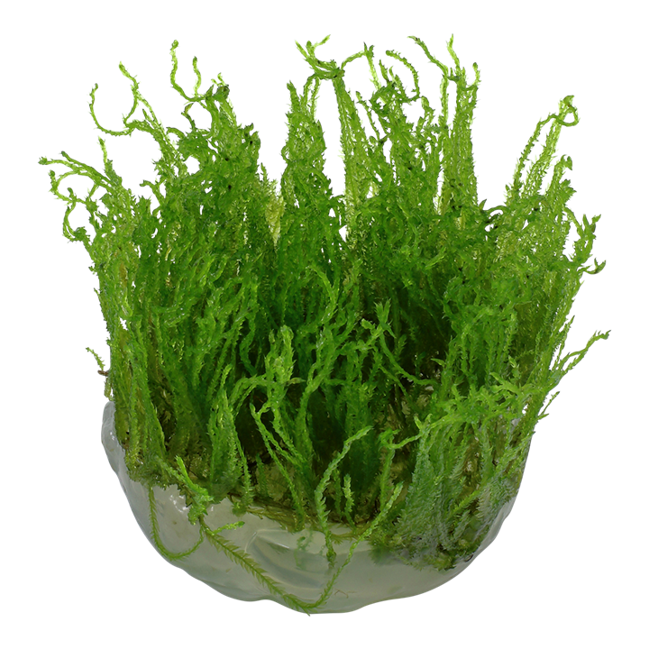 Taxyphyllum Alternans 'Taiwan Moss' 1-2 Grow