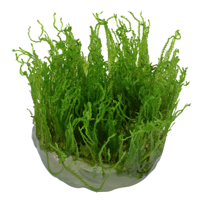 Taxyphyllum Alternans 'Taiwan Moss' 1-2 Grow
