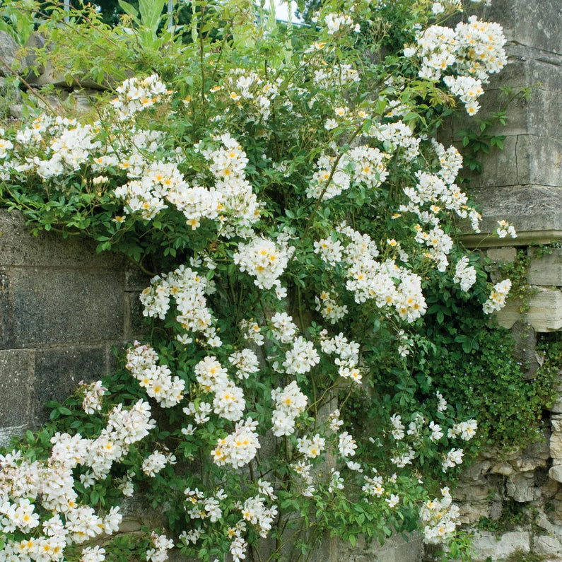 Wedding Day Rambler Climbing Rose 5 Litre