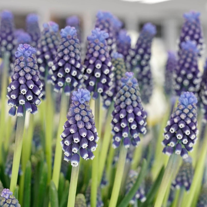 Muscari 'Night Eyes' | Grape Hyacinth (18 Bulbs Per Pack)