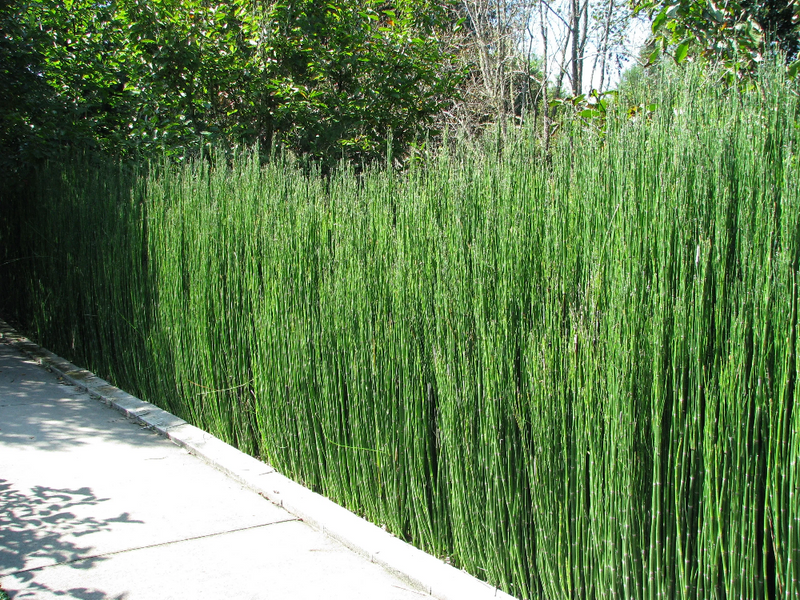 Equisetum hyemale | Horsetail P9