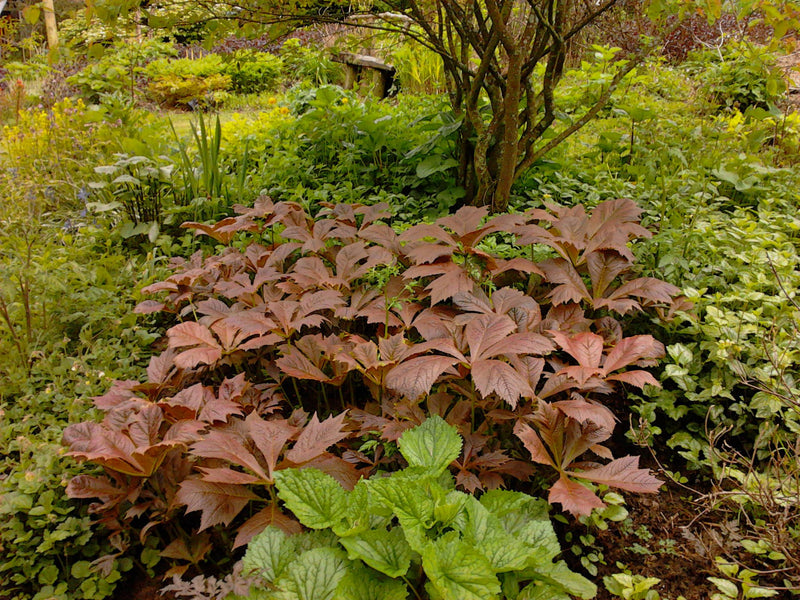 Rodgersia Braunlaub 3 Litre