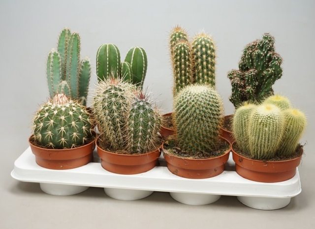 Cactus Mix (P13)