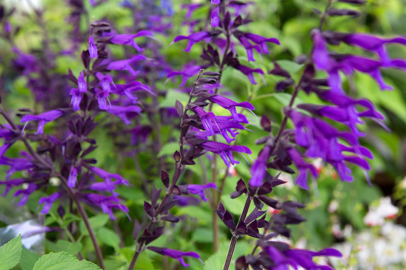 Salvia 'Amistad'   2L