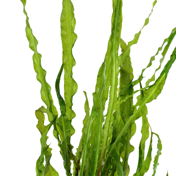 Cryptocoryne Crispatula Potted 125