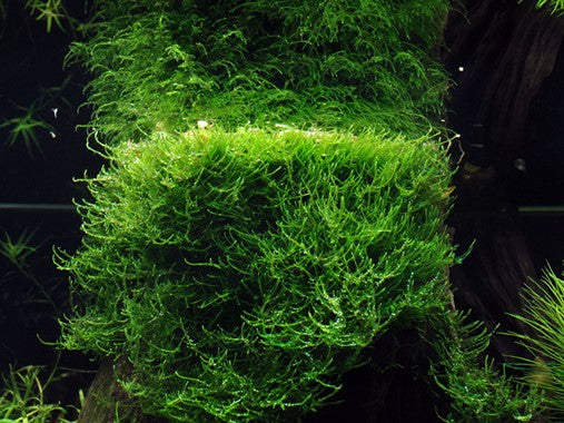 Taxiphyllum barbieri 'Bogor Moss' 1-2 Grow