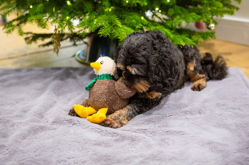 Terry the Turkey Chick Dog Toy