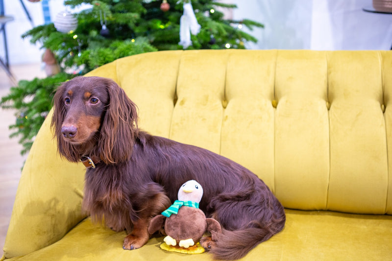 Terry the Turkey Chick Squeaker Ball Dog Toy