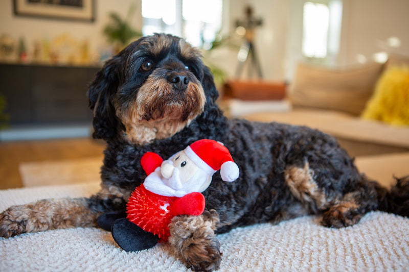 Santa Paws TPR Body Dog Toy