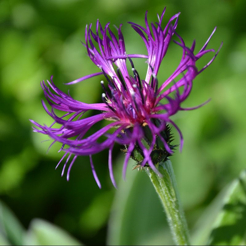 Centaurea montana 'Amethyst Dream'