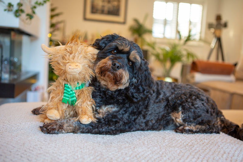 Festive Highland Cow