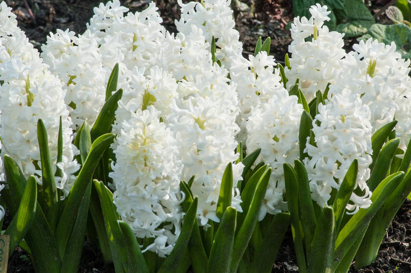 Hyacinth Carnegie Garden (5 Bulbs Per Pack)