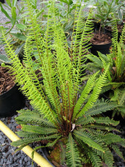 Hard Fern | Blechnum spicant