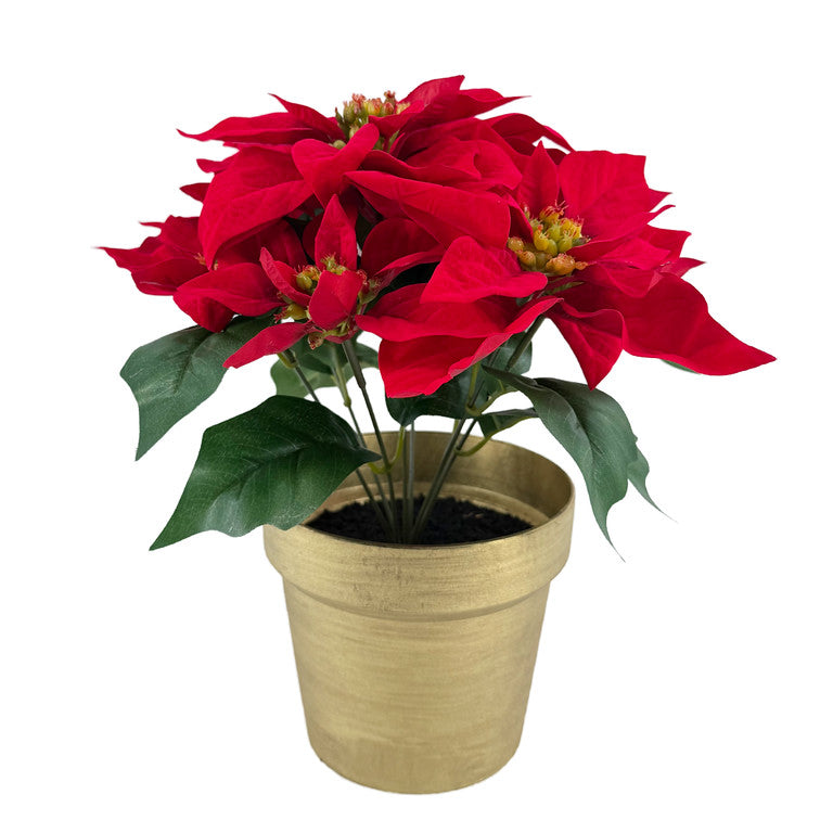Red Poinsettia in Pot