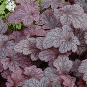 Coral Bells 'Plum Pudding' – Heuchera 'Plum Pudding'