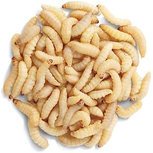 Waxmoth Larvae | Waxworms (15g Tub)