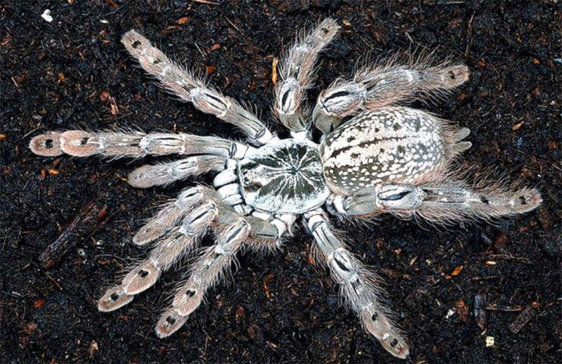 Togo Starburst Baboon Tarantula | Heteroscodra maculata (Med)