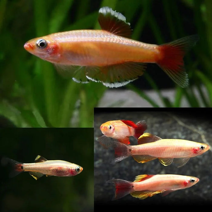 Gold White Cloud Mountain Minnow (L)