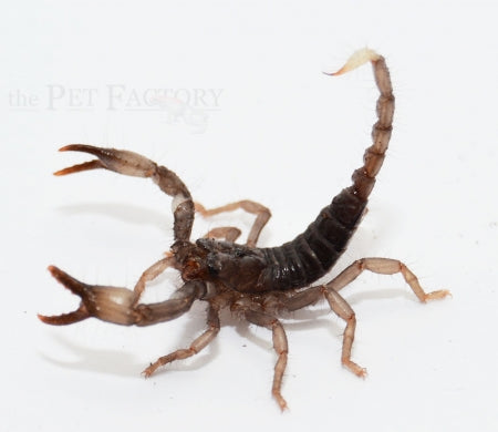 Asian Blue Forest Scorpion Small | Heterometrus cyaneus