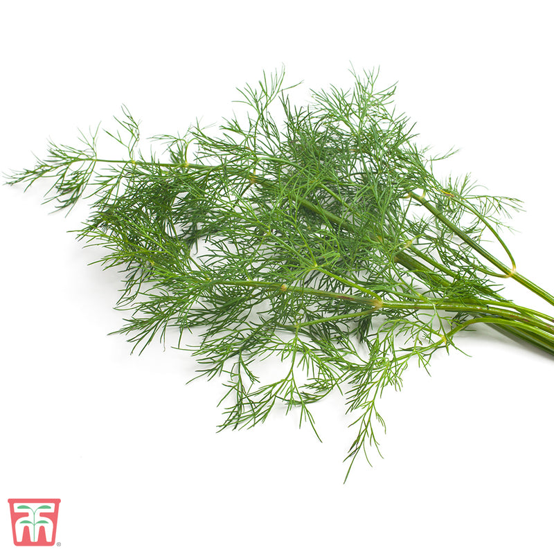 Dill 'Bouquet'