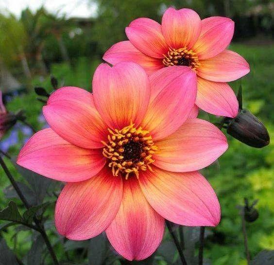 Dahlia Dreamy 'Fantasy'