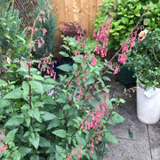 Cape Fuchsia | Phygelius × rectus 'Devil's Tears'