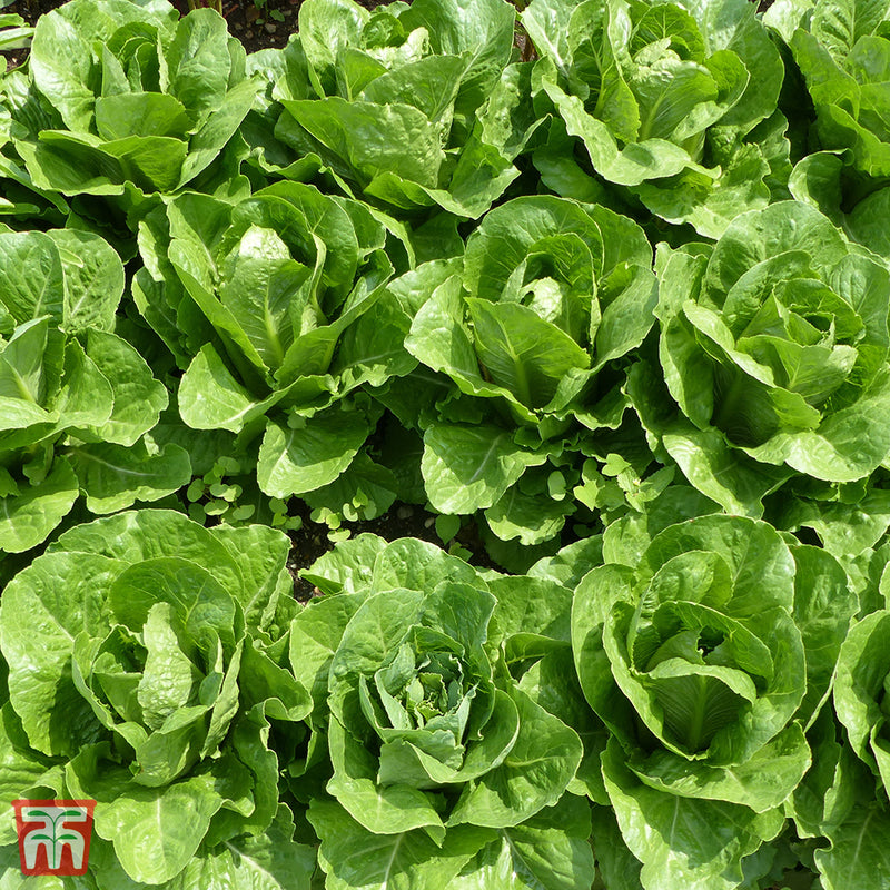 Lettuce 'Valmaine' (Romaine/Cut And Come Again)