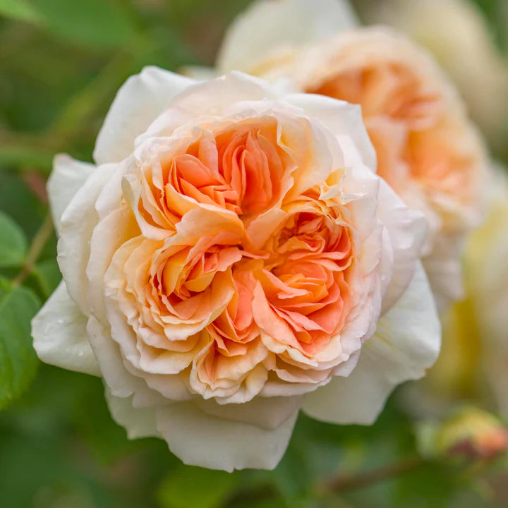 Bathsheba David Austin Fragrant Rose 6 Litre