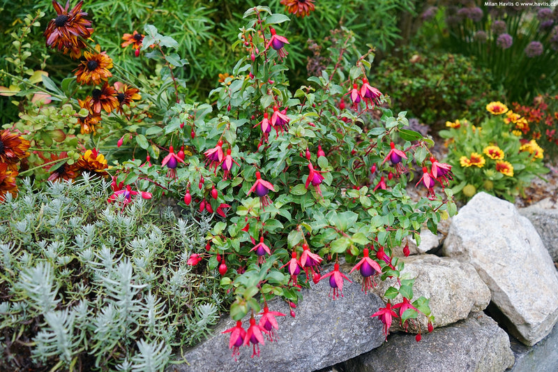 Fuchsia Mrs Popple