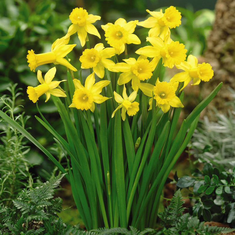 Daffodil Narcissus Tamara (3kg)