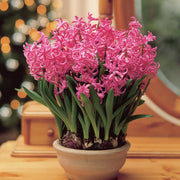 Prepared Hyacinth 'Pink Pearl'