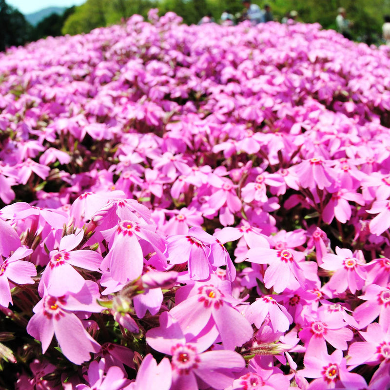 Phlox Goldiphlox Rose (9cm)