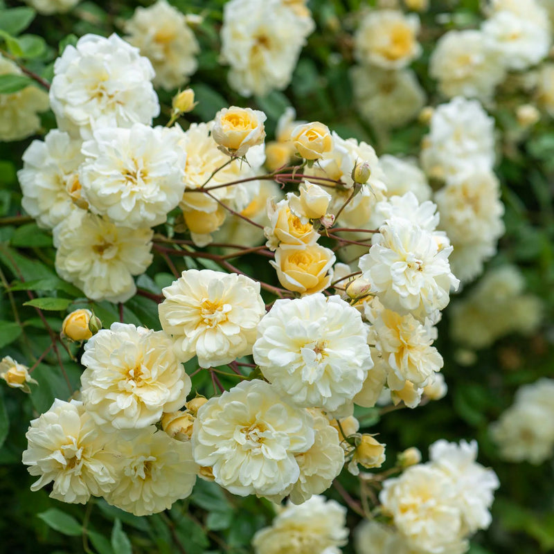Malvern Hills David Austin Fragrant Climbing Rose 6 Litre