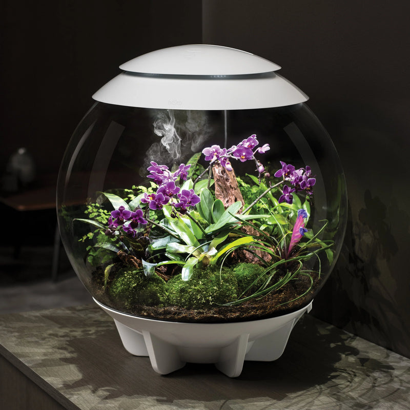 Biorb Air 60 Terrarium With Black Lid