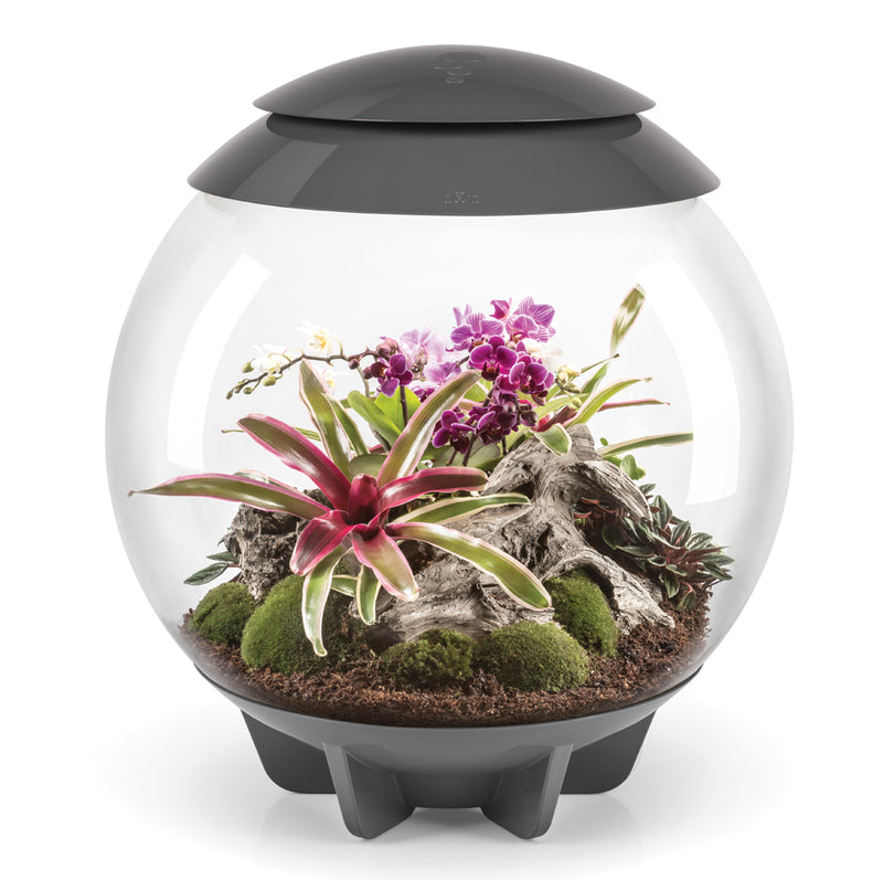 Biorb Air 60 Terrarium With Black Lid