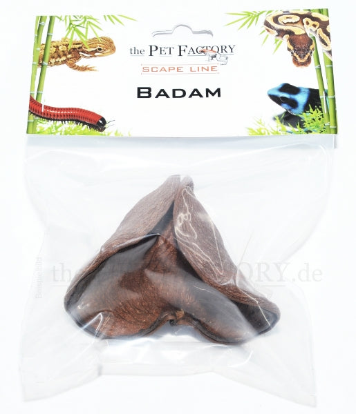 Badam Leaf | Elephant Ears