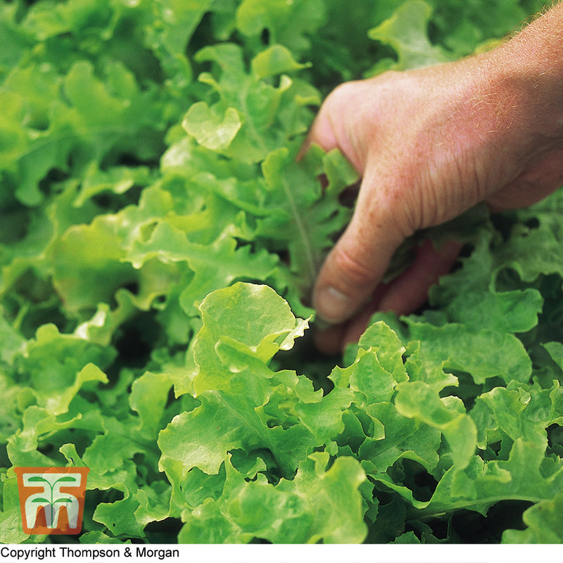 Lettuce 'Salad Bowl' (Loose-Leaf)