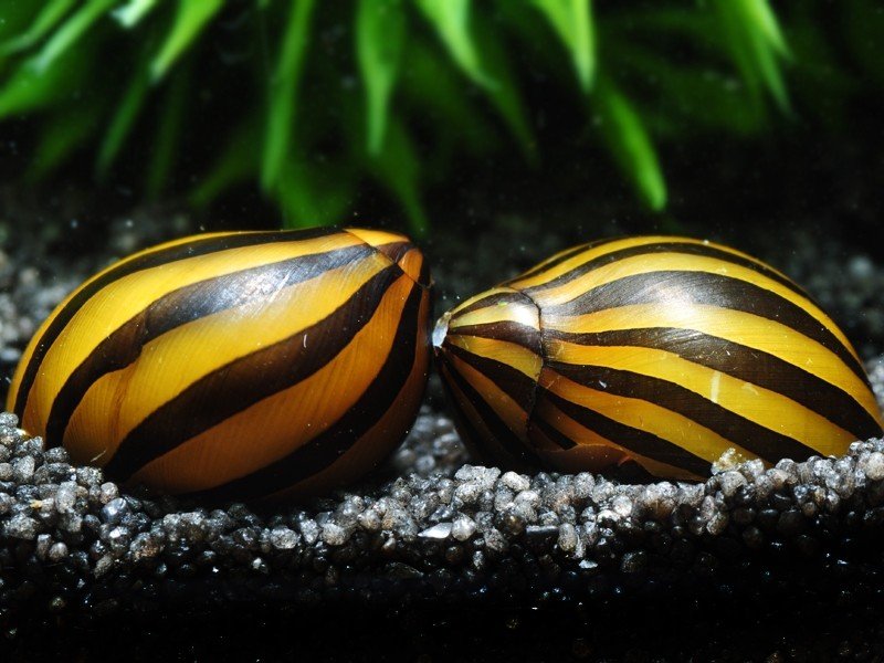 Zebra Nerite Snail (Neritina natalensis)