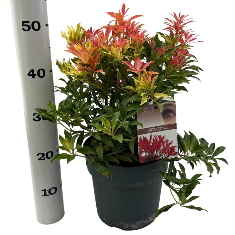 Pieris 'Forest Flame' (5 Litre)