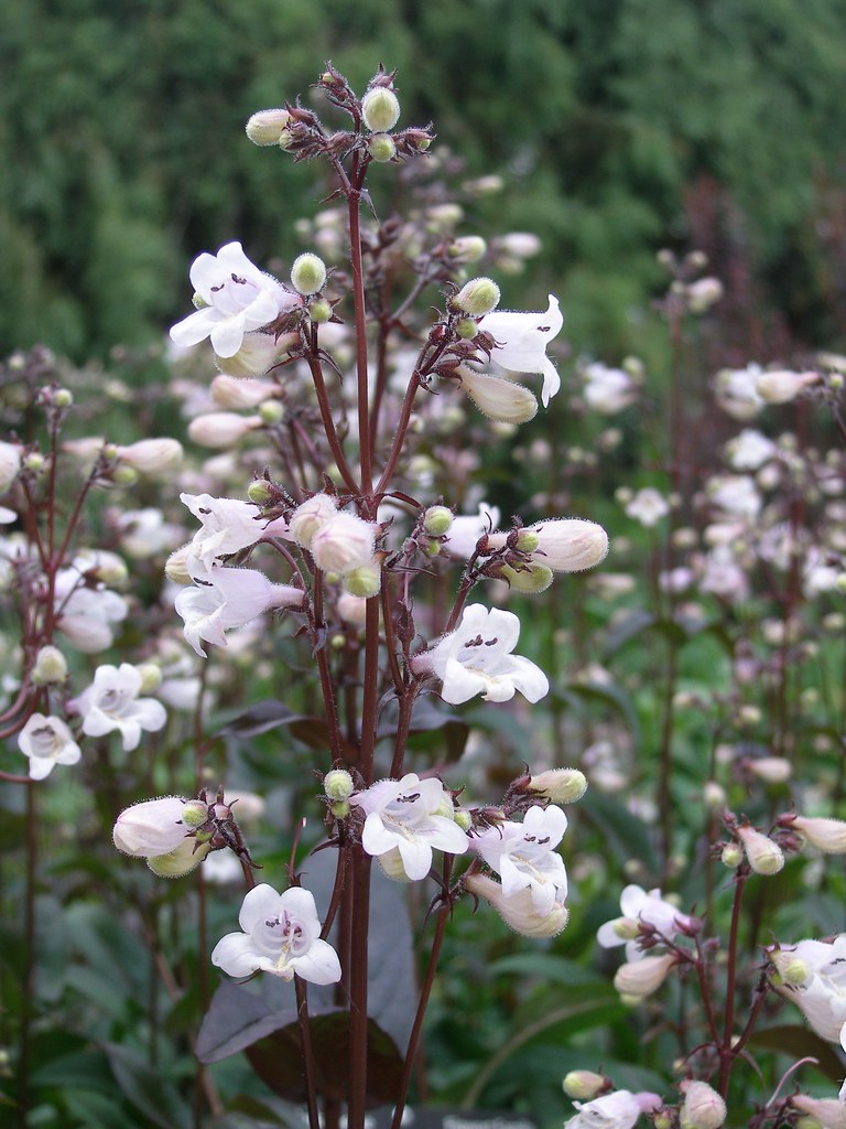 Penstemon 'Husker Red' (2 Litre)