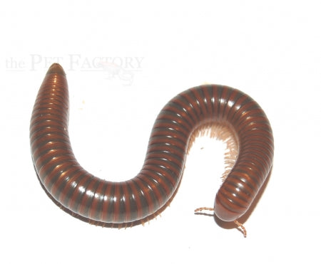 Tanzanian Millipede | Spirostreptus sp. “Tanzania”