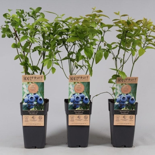 Blueberry 'Northland' | Vaccinium corymbosum Northland (2 Litre)