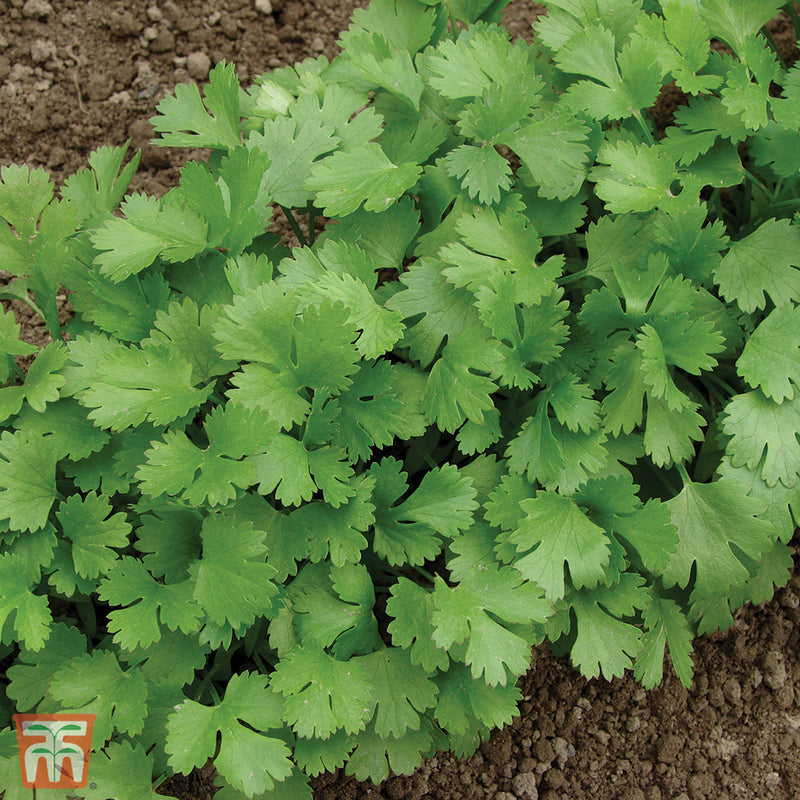 Herb Corriander