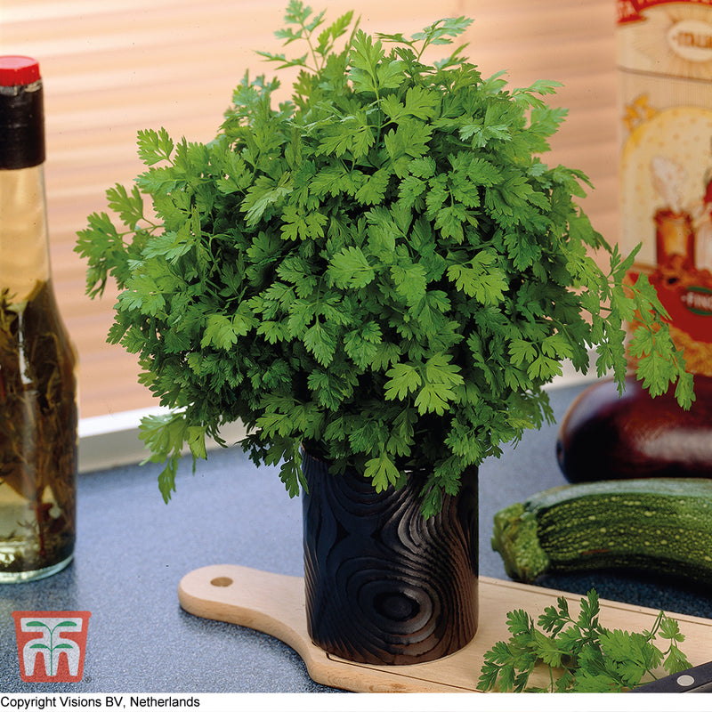 Herb Chervil